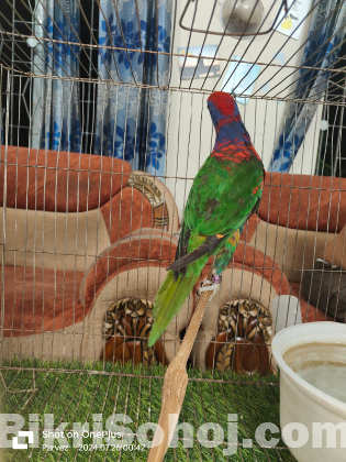 Sun Conure & Red Headed Green Factor Lory